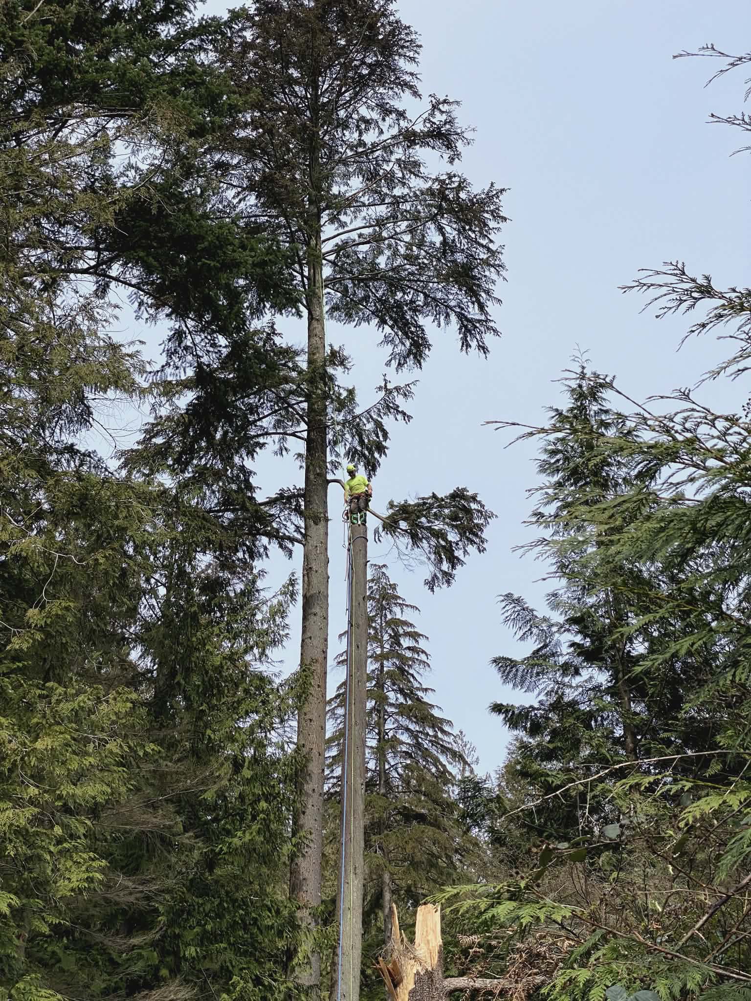 High climbing tree work