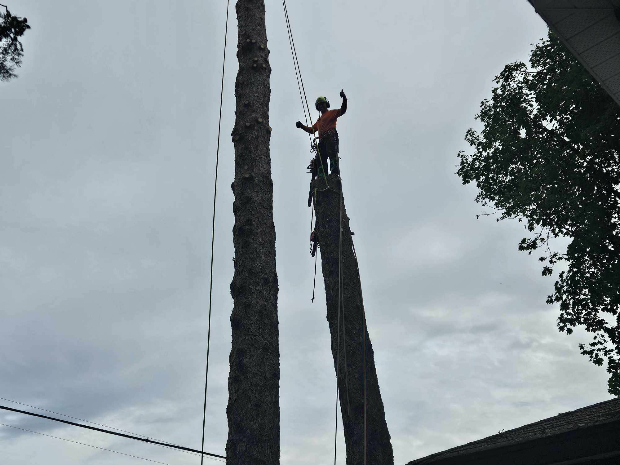 Danger tree removal near residential property